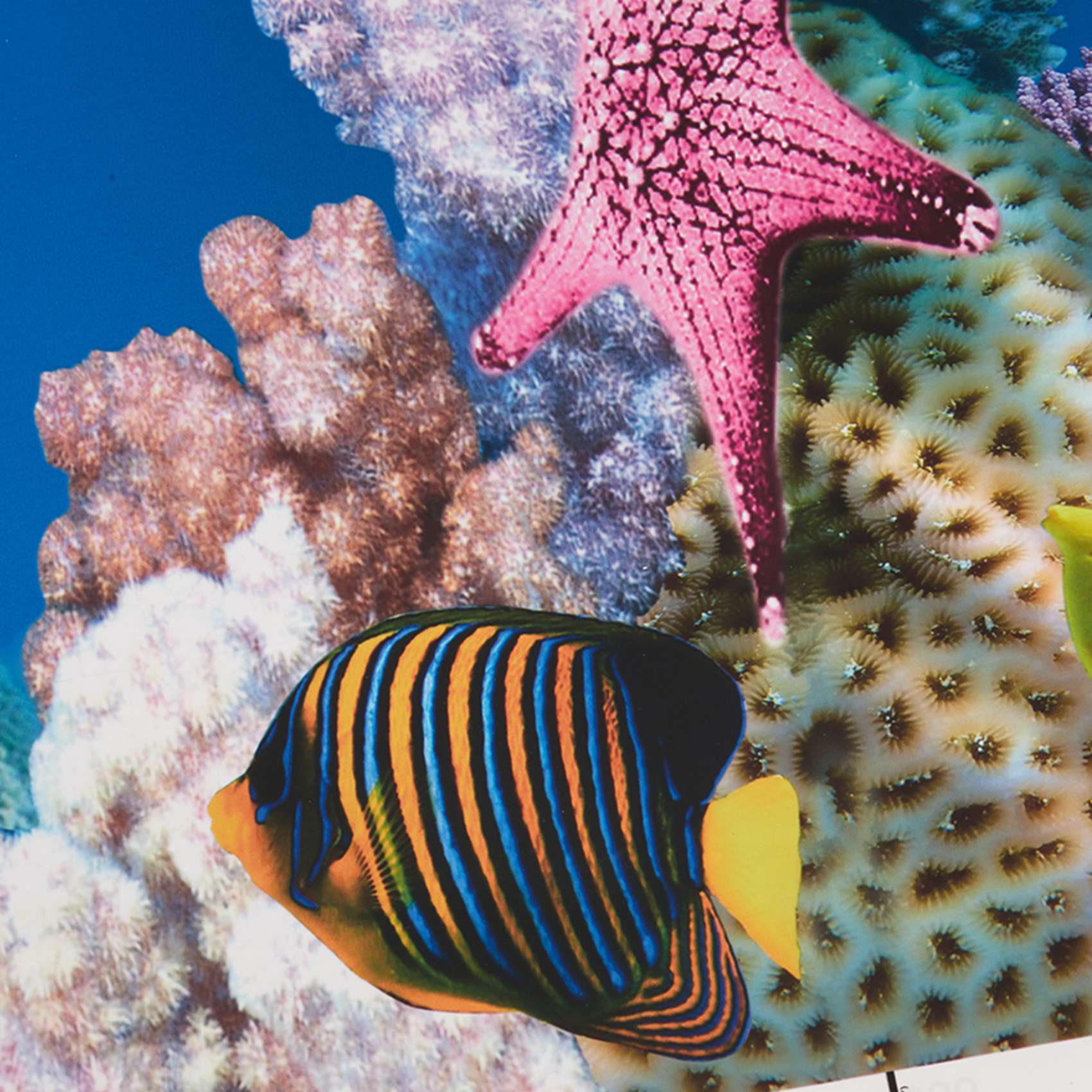 Fish In Aquarium Picture - ورق خلفية للأحواض المائية ABWR -