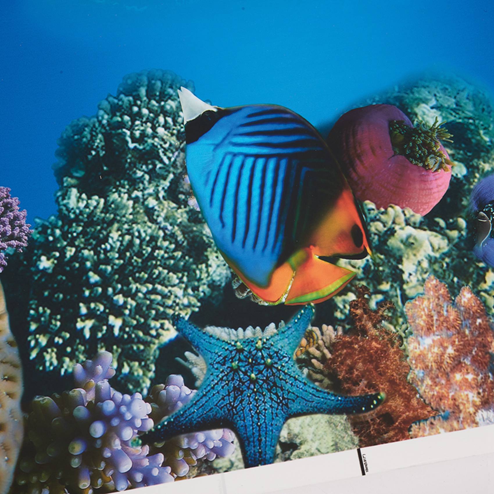 Fish In Aquarium Picture - A77I حوض السمك ورق خلفية HD
