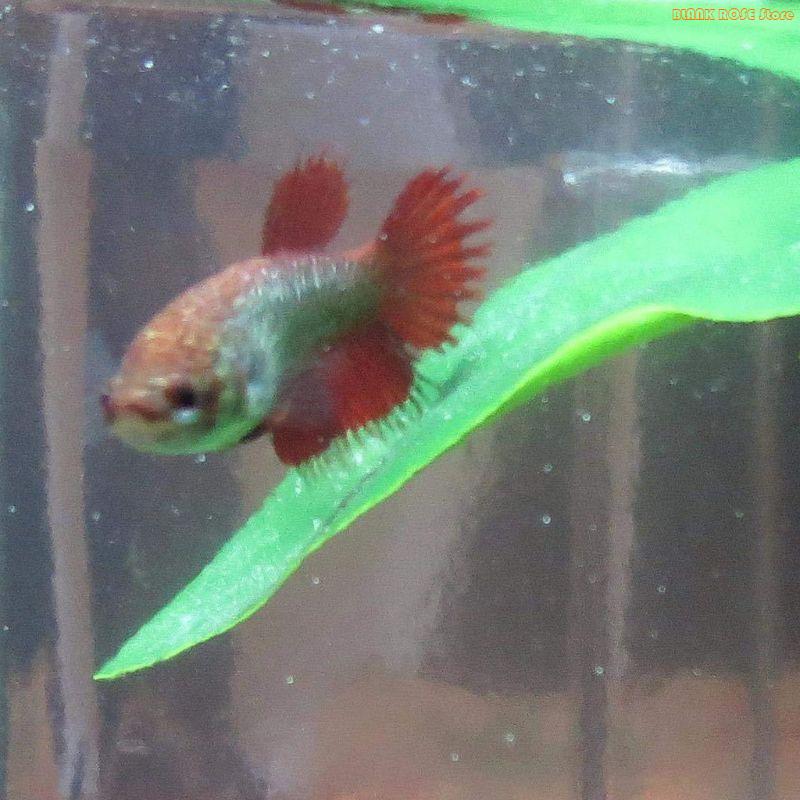 Aquarium Fish Beautiful - K1AE خزانات الأسماك زخرفة النبات إخفاء