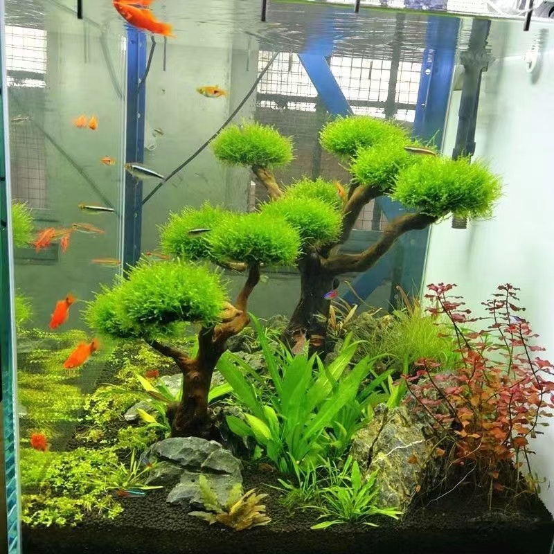 Aquarium Fish Green - خزان الأسماك تخضير إطار خشبي زراعة