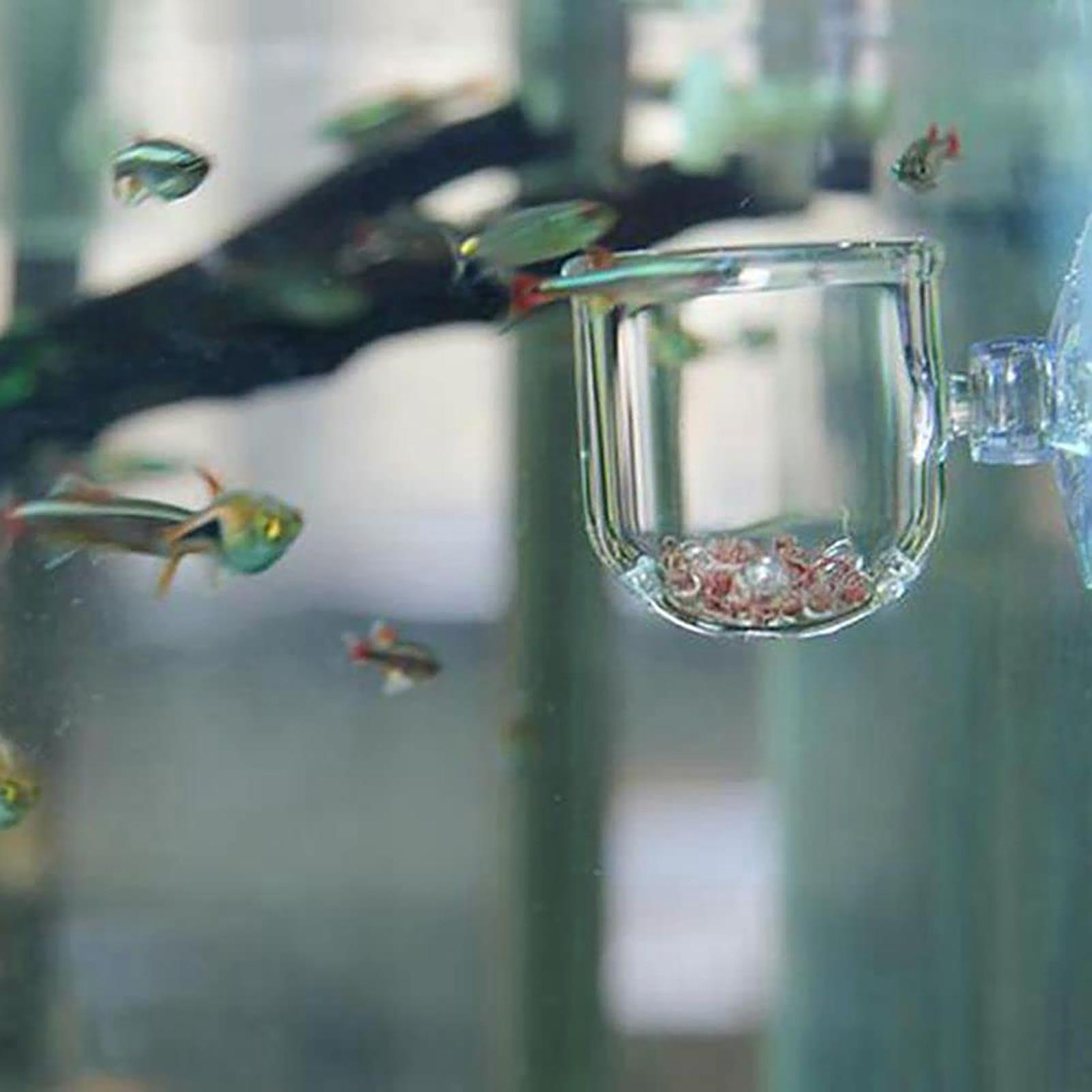 أواني نباتات الأحواض المائية م - مراجعة Aquarium Fish Beautiful وسعره