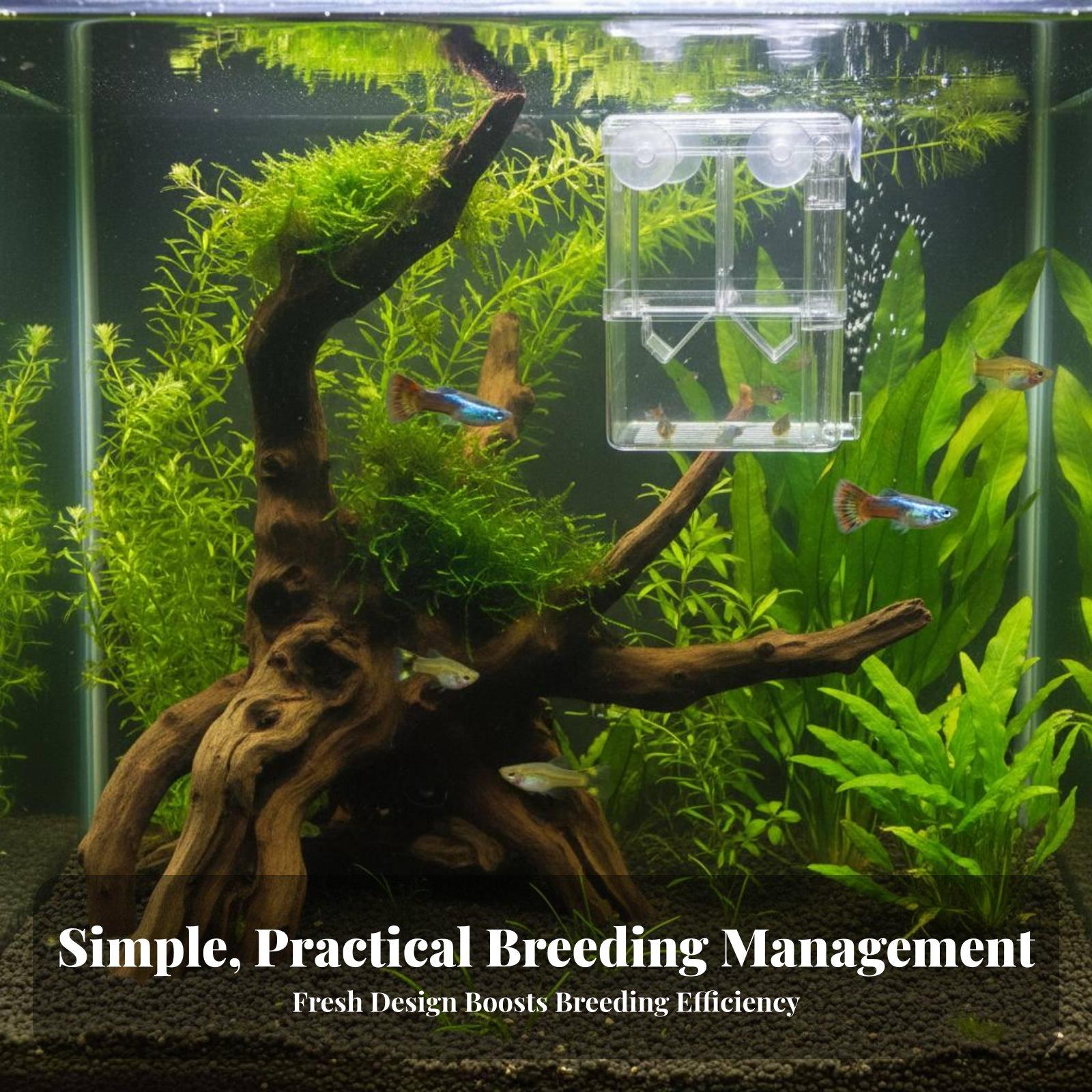 حوض تربية مزدوج الطبقات لأسماك - مراجعة Aquarium Fish Usa وسعره