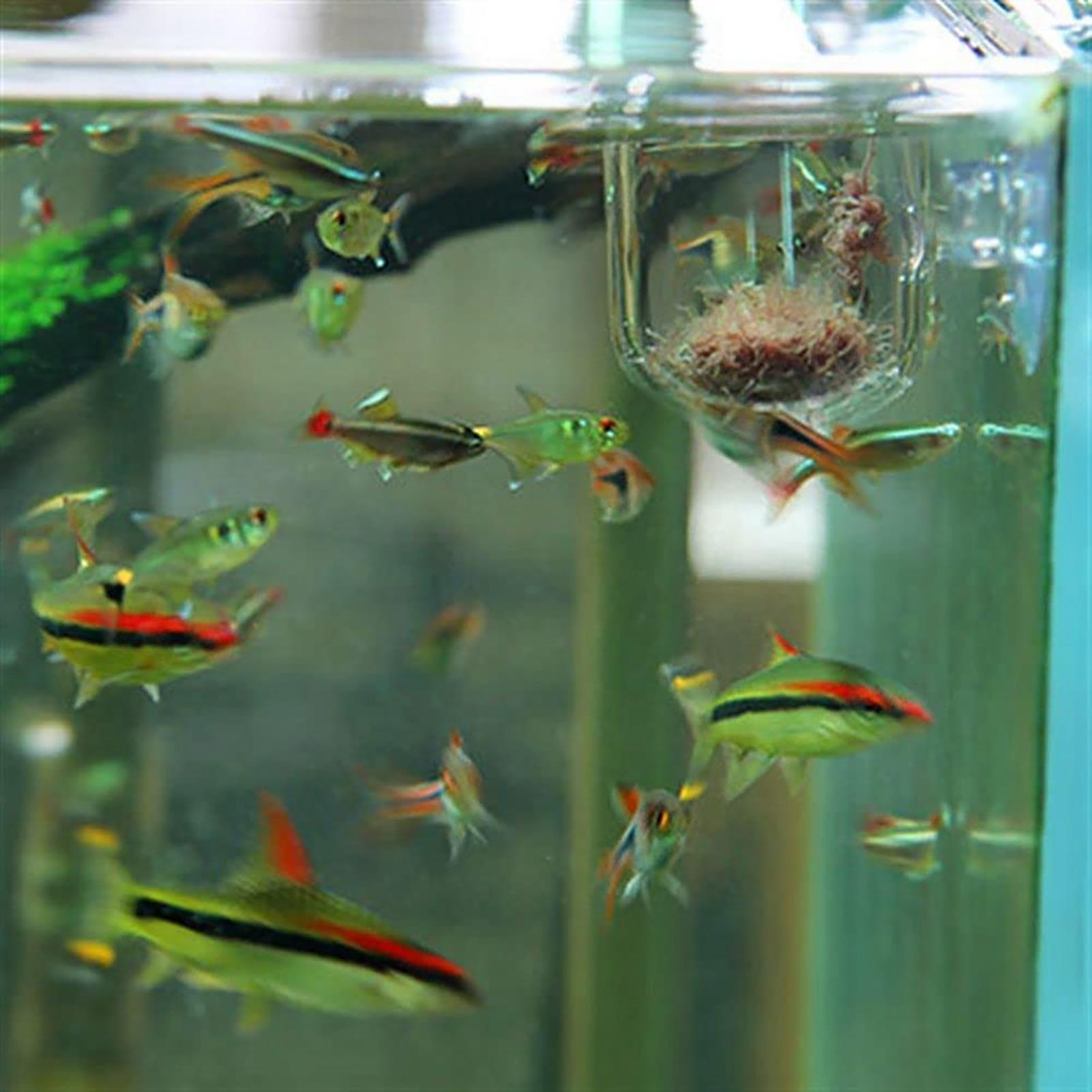 حامل نباتات لحوض السمك من الأك - مراجعة Aquarium Fish Beautiful وسعره