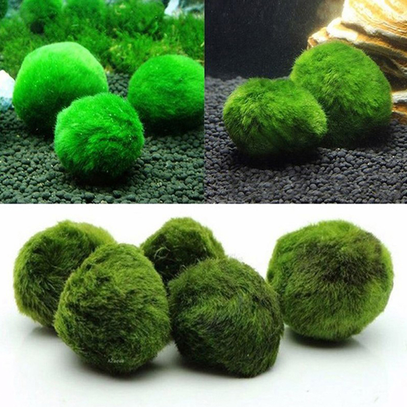 ماريمو كرات الطحلب حوض السمك ن - مراجعة Aquarium Fish Green وسعره