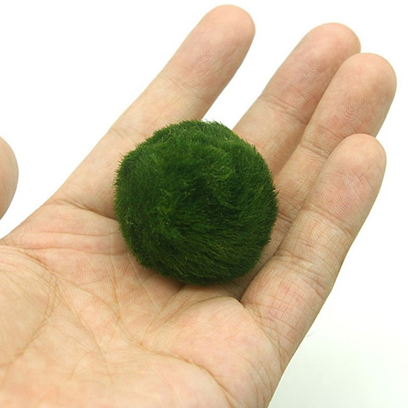 ماريمو كرات الطحلب حوض السمك ن - مراجعة Aquarium Fish Green وسعره