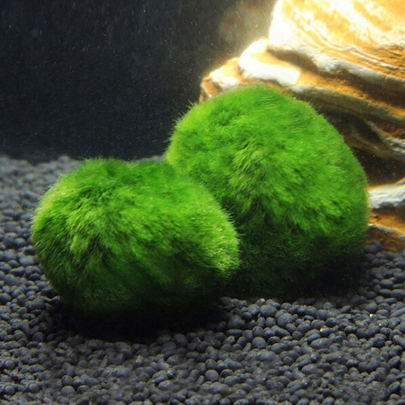 ماريمو كرات الطحلب حوض السمك ن - مراجعة Aquarium Fish Green وسعره