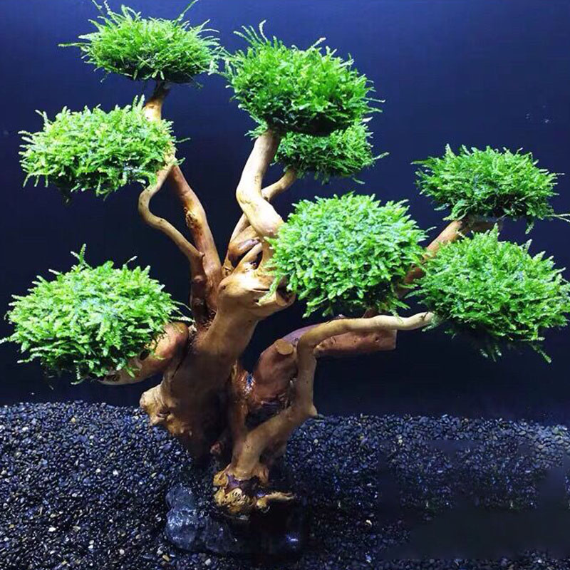خزان الأسماك تخضير إطار خشبي ز - مراجعة Aquarium Fish Green وسعره