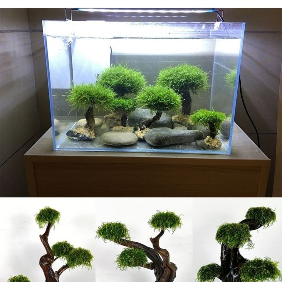 خزان الأسماك تخضير إطار خشبي ز - مراجعة Aquarium Fish Green وسعره