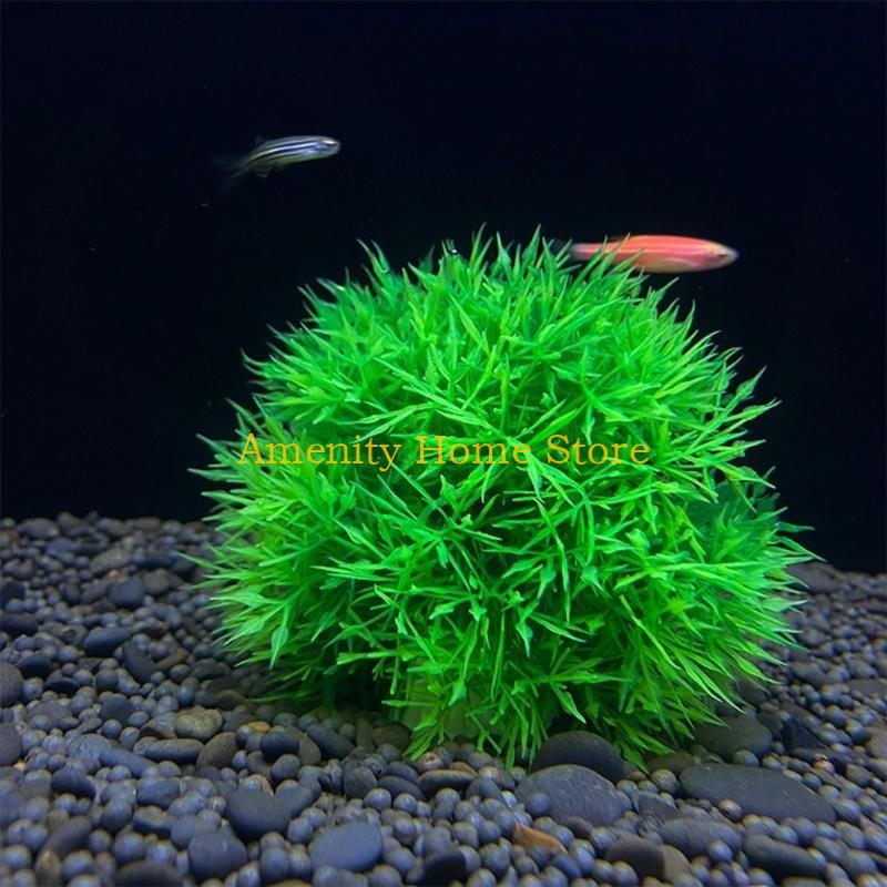 F26C ماريمو اصطناعي أخضر للنبا - مراجعة Aquarium Fish Beautiful وسعره