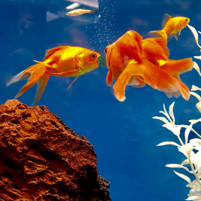 100-1500 قطعة من أقراص سبيرولي - مراجعة Aquarium Fish Usa وسعره