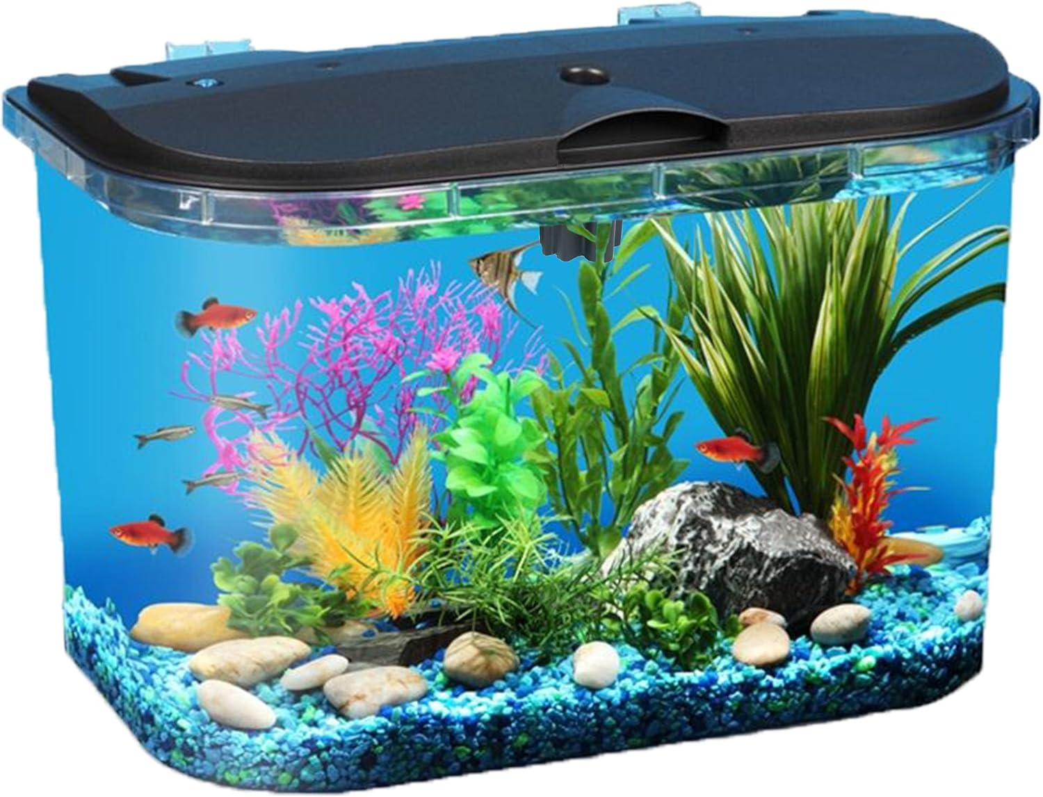 طقم حوض أسماك سعة 5 جالون مع إ - مراجعة Aquarium Fish Variety وسعره