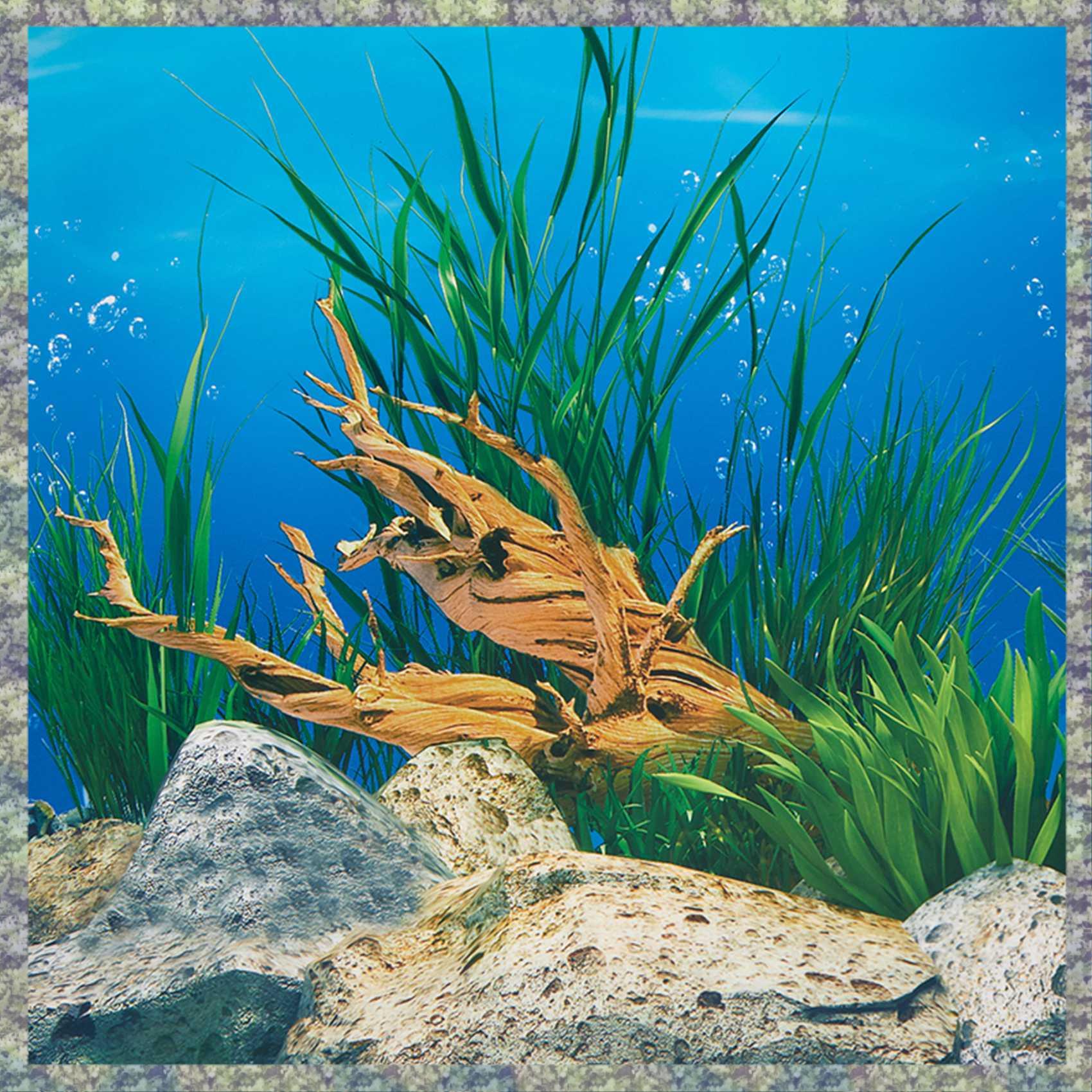 WON حوض السمك ورق خلفية HD صور - مراجعة Fish In Aquarium Picture وسعره